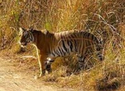 Short Escape to Corbett Tour