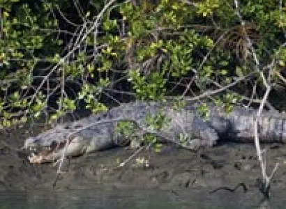 Sundarbans Wildlife Tour