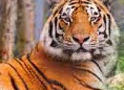 Wildlif Tour with East India