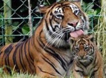 Wildlife Tour with Bandhavgarh