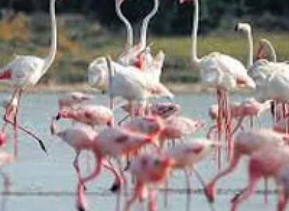 Wildlife Tour with Gujarat