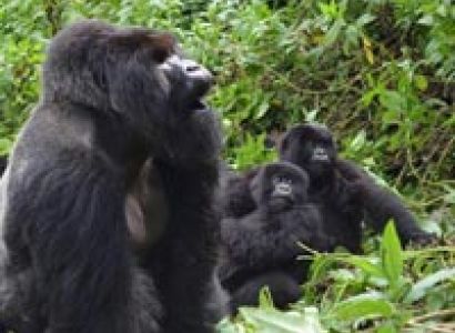 Best of Uganda 12 days classic safari Tour