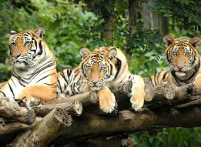 Singapore 3 Nights and 4 Days Package