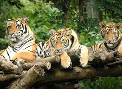 Singapore 4 Nights and 5 Days