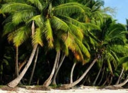 Honeymoon Tour Package For Goa