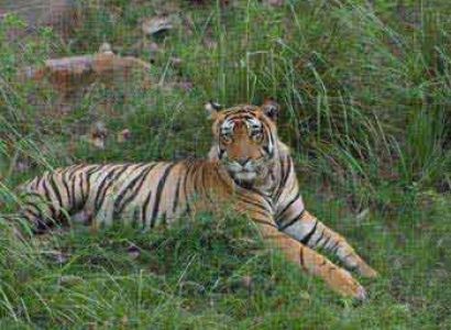 Short Escape to Sariska Tour