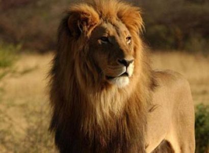 Short Escape to Gir Tour