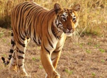 Nainital Corbett Tour