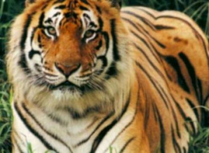 Namdapha National Park Tour