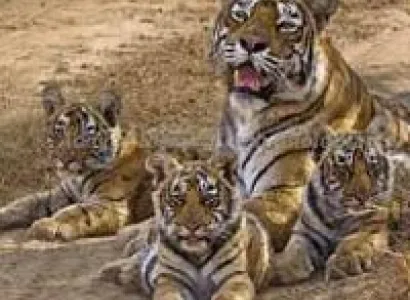 Short Escape to Ranthambore Tour