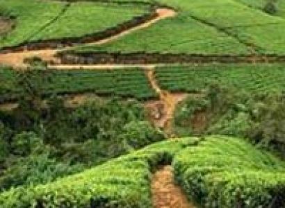 Mesmerising Sri Lanka Tour