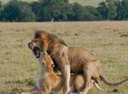 3 Days Masai Mara Tour