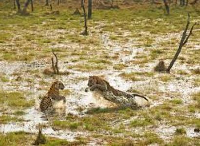 Wilderness in India Tour