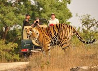 Golden Triangle with India Tiger Safari Tour