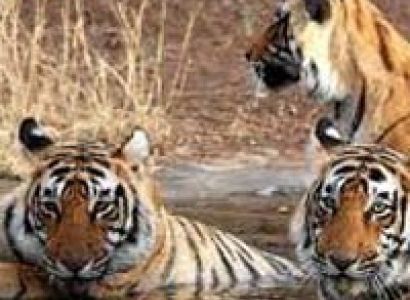 Delhi - Sariska Wildlife Tour