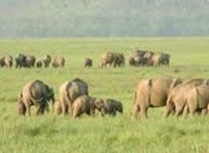 Jim Corbett with Nainital Tour