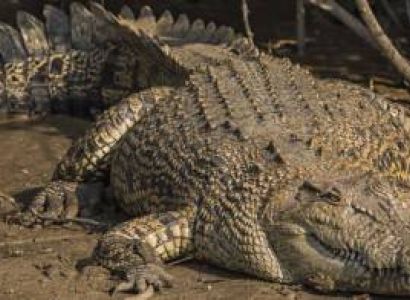 Bhitarkanika 3 Days Tour