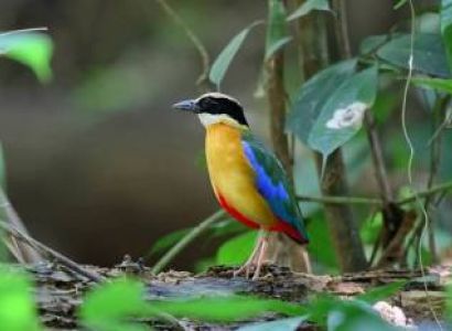 Bhitarkanika 4 Days Tour