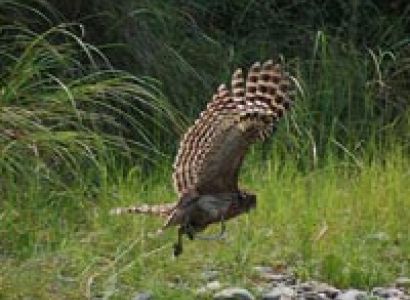 Golden Triangle and Wild Life Package (8 nights and 7 days)