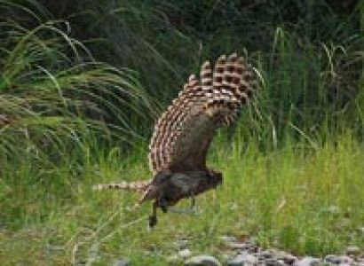 Golden Triangle and Tigers (14 nights and 15 days)