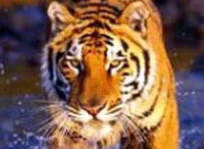 Gir Wildlife Tour, Gujarat Tour