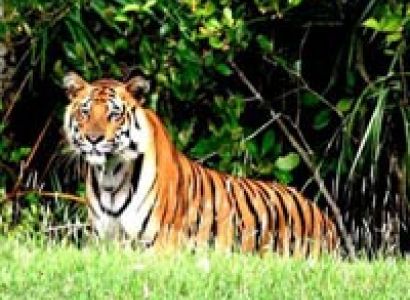 Sundarbans Tiger Tour