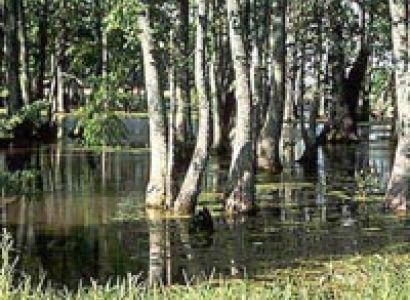 Birding At Andaman Tour