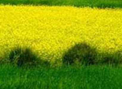 Punjab Honeymoon Tour