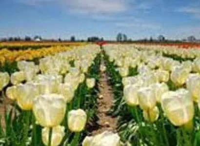 Wonders of Kashmir Tour