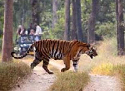 Maharashtra Wildlife Tour