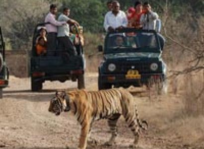 Tiger reserve Tour