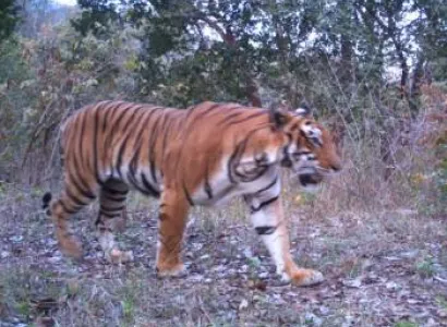 Odisha (orissa) Wildlife Tour