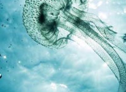 Odisha (Orissa) Tribal Tour