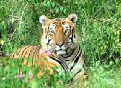 Short Escape to Bandipur National Park Tour