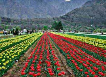 6Night 7Day Kashmir Package