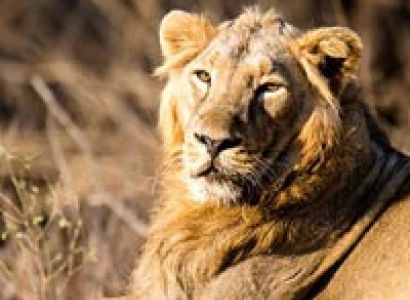 Gir National Park Tour