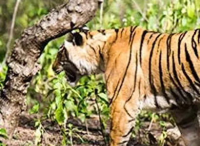 Ranthambore Tiger Reserve Tour
