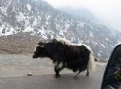 Himalayan Golden Triangle Tour