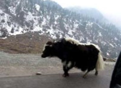 Rendezvous Sikkim Part Ii Tour