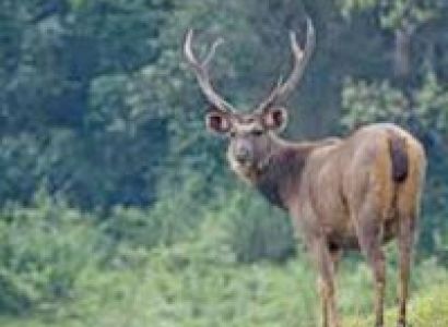 3 Days Periyar Tour with Tree house