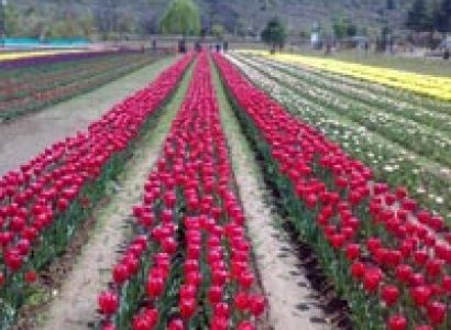 Kashmir Paradise Tour