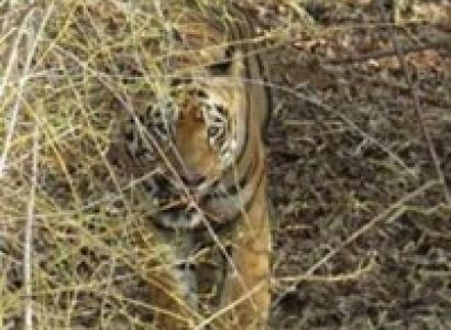 Maharashtra TADOBA & NAGZIRA 3N/4D Tour Package