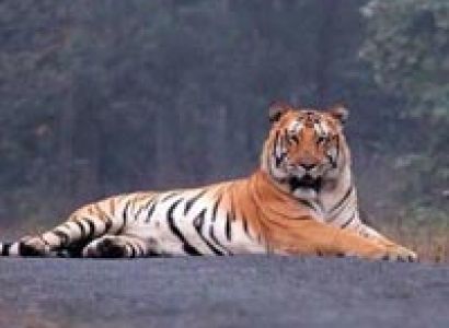 Maharashtra TADOBA & UMRED KARANDLA 3N/4D Tour Package