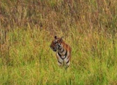 Nagzira - Umred Karhandla - Tadoba tour Image