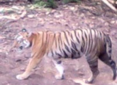 2D/1N student tadoba tour package