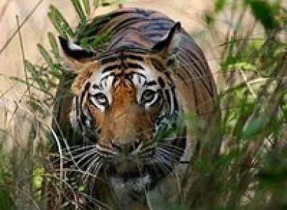3D/2N Tipeshwar wildlife tour package