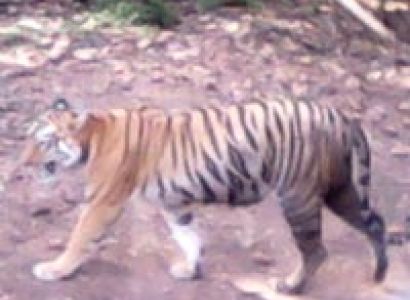 Pune to Tadoba to Pune student tour package