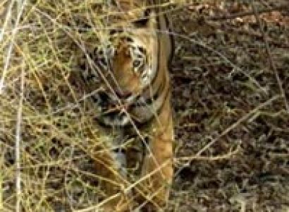 Tadoba Tiger Home 3N/4D Tour Package