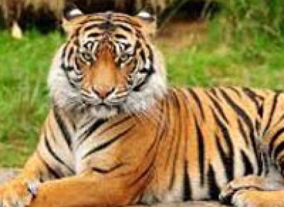 7 Night / 8 Day Tiger & Leopard Photography Tour