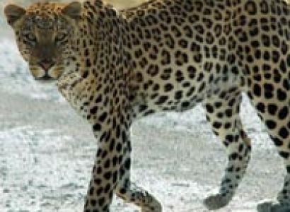 7 Night / 8 Day Tiger & Leopard Photography Tour